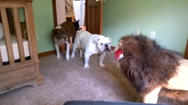 Three Dogs Face Off With A Giant Stuffed Lion