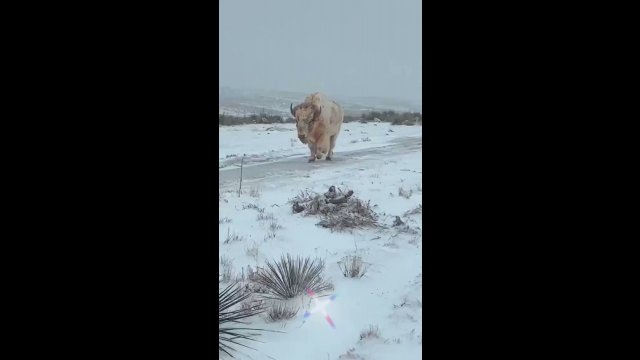 A white buffalo or white bisonis extremely rare to see [VIDEO]