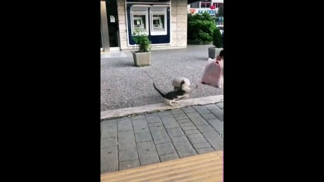 Feisty Cat Sits on Sidewalk and Attacks Passersby