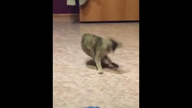 Cat-style breakdance