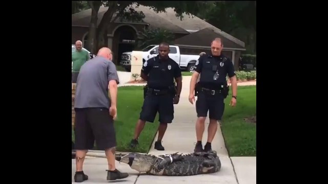Restrained alligator knocks out man after being taunted [VIDEO]