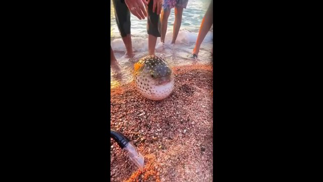 Absolute big angry fish [VIDEO]