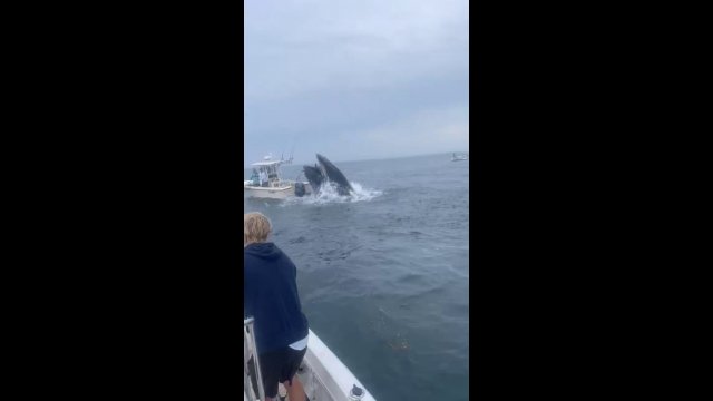 An angry whale has attacked a small boat in Portsmouth of New Hampshire, US [VIDEO]