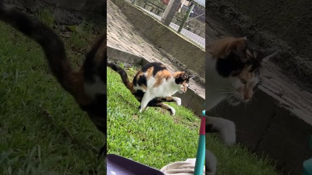 The way this cat takes a dump [VIDEO]