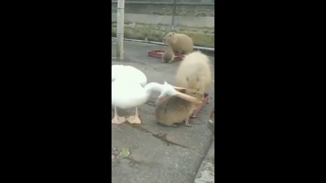 This pelican trying to eat a capybara