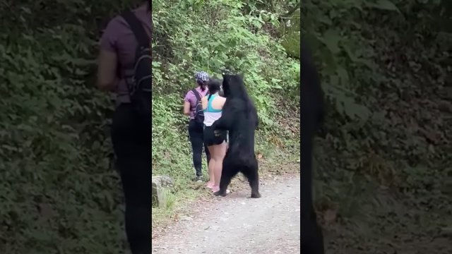 This bear gets a little too close for comfort