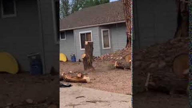 Falling Tree Slab Sticks the Landing