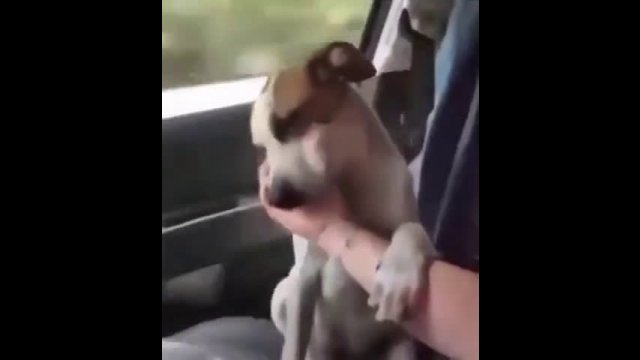 Dog's reaction to getting adopted