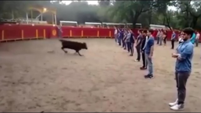 A teacher shows that a bull in a square full of people doesn't attack anyone if it is not threatened