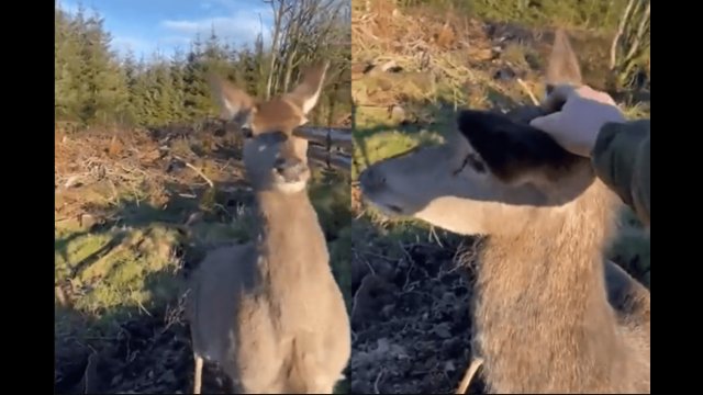 Hunter In Shock After Deer Runs Directly To Him For A Head Scratch [VIDEO]