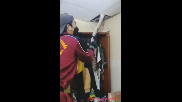 Enormous snake carefully extracted from ceiling