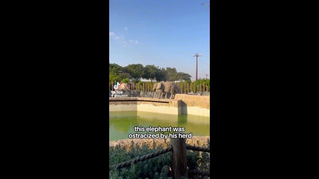 Painter Elephant [VIDEO]
