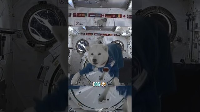 How Different Animals React to Zero Gravity [VIDEO]