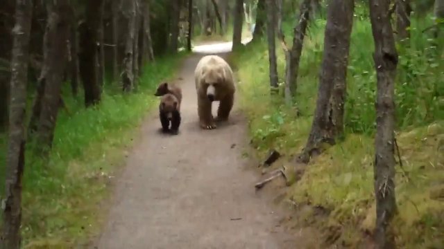 Bear and two cubs chasing a hiker in Alaska