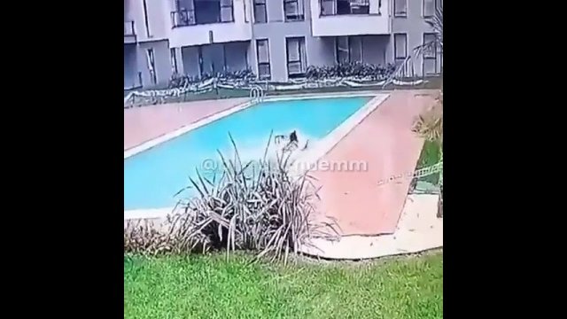 Delivery guy doesn’t see the pool [VIDEO]