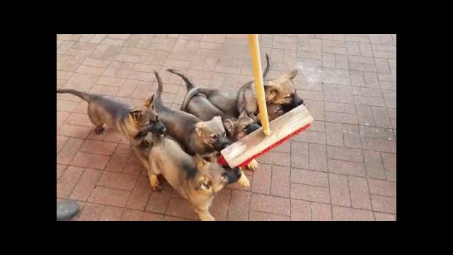 Puppies fight with a broom
