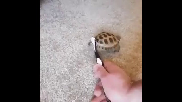 Helping a turtle with his itch