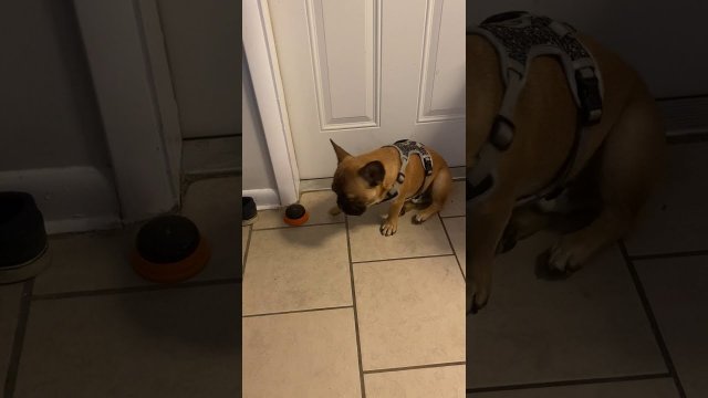 My Dog Confused About Daylight Savings Time TikTok- Potato the Bulldog