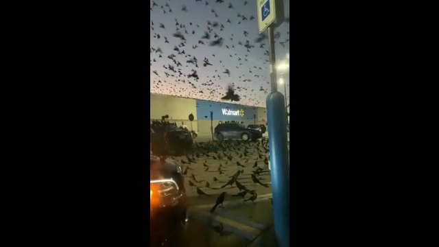 Black Friday in Austin, Texas turned into Alfred Hitchcock's The Birds [VIDEO]