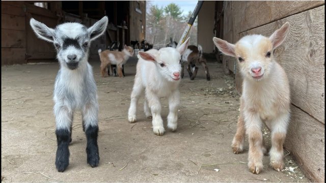 24 baby goats explore the world