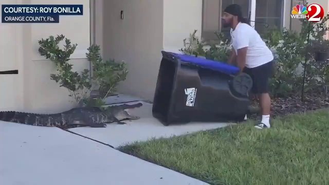 In Florida, a brave citizen confronts an Alligator in a unique way [VIDEO]