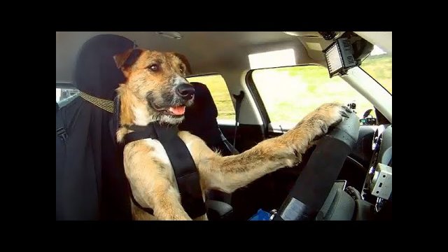 These Rescue Dogs Have Been Trained to Drive a Car [VIDEO]