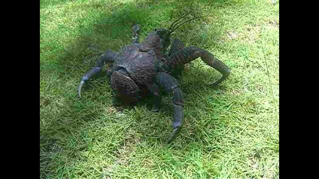 Tatos the Terror Coconut Crab [VIDEO]