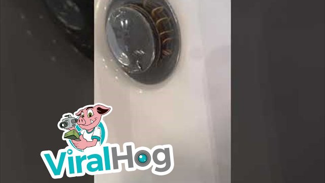 Something Scary in the Sink