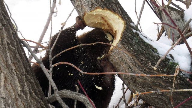Beaver Chews Down Tree Then Swims off with a Small Branch
