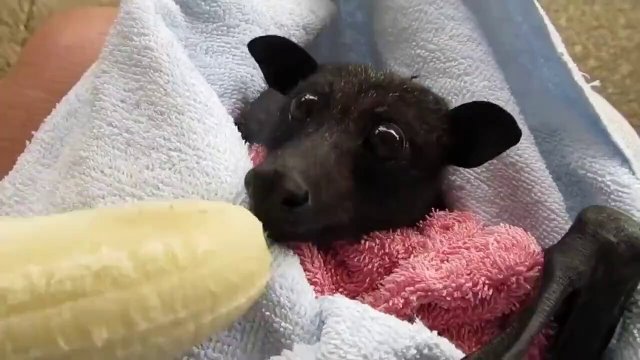 If you’re having a bad day. Here’s a bat eating a banana [VIDEO]