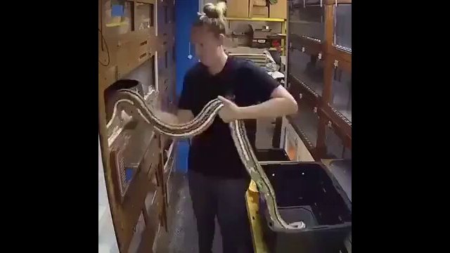 Snake must have felt disrespected [VIDEO]