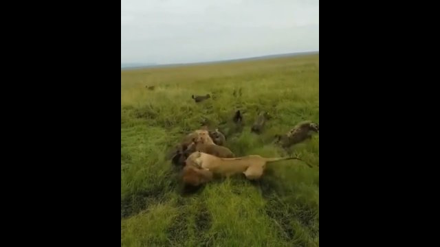 Lioness being attacked by a hyena clan is rescued [VIDEO]