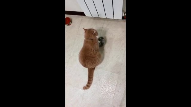 Cat Has Hilarious Response To Her Empty Food Bowl