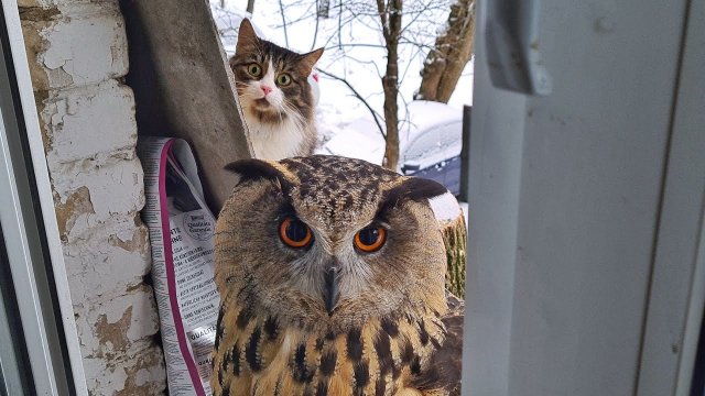 The owl does not know that he has a cat behind him