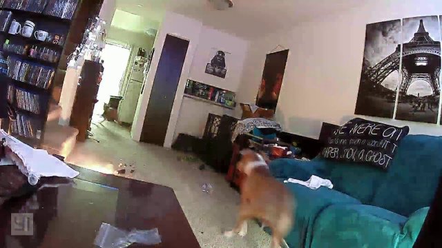 Pup Accidentally Catches Floor on Fire
