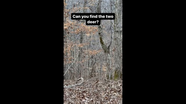 Camouflage in action! [VIDEO]