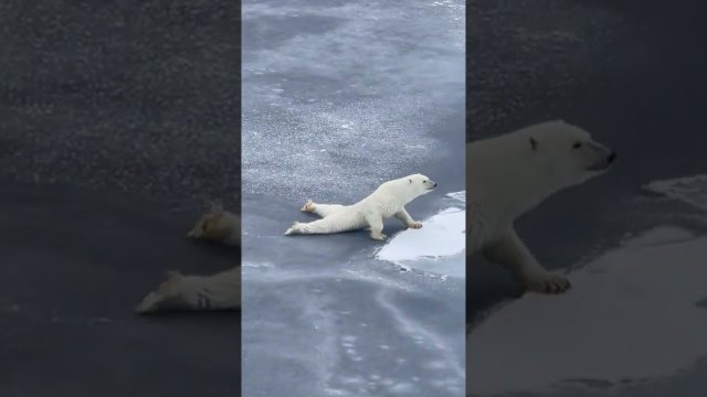 Smart polar bear is a bit too careful while moving over thin ice [VIDEO]