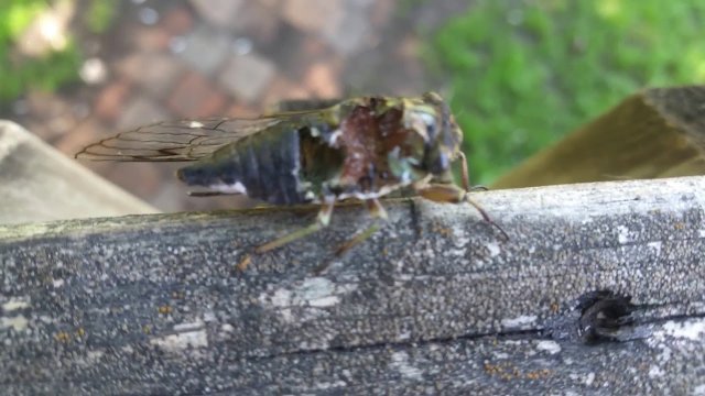 Zombie cicada - cicada that does not know that it is dead