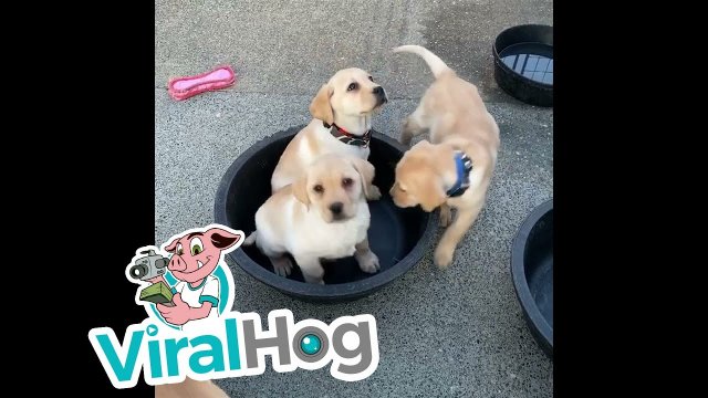 Puppies Find a Way to Fit Into Bucket