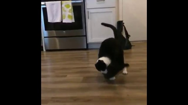 Cat spears other cat wwe style
