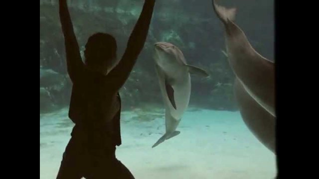 Girl Makes Dolphin Laugh [VIDEO]