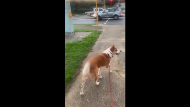 Dog pushes crosswalk for owner