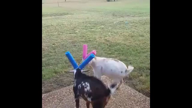Goats have to wear pool noodles on their horns [VIDEO]
