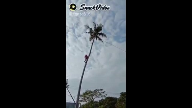"Professional" cuts down palm tree