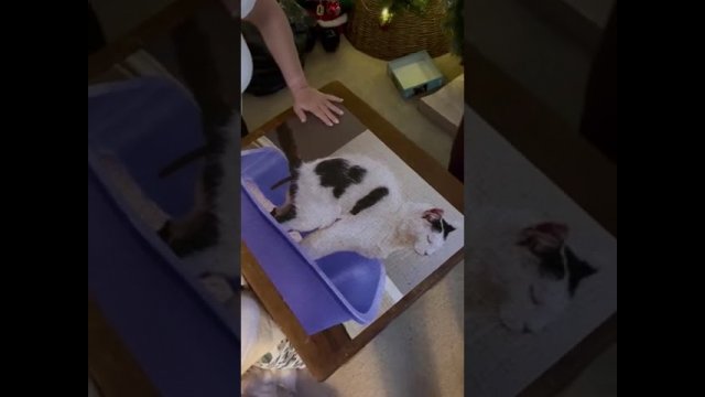 That's a cat taking a shit! [VIDEO]