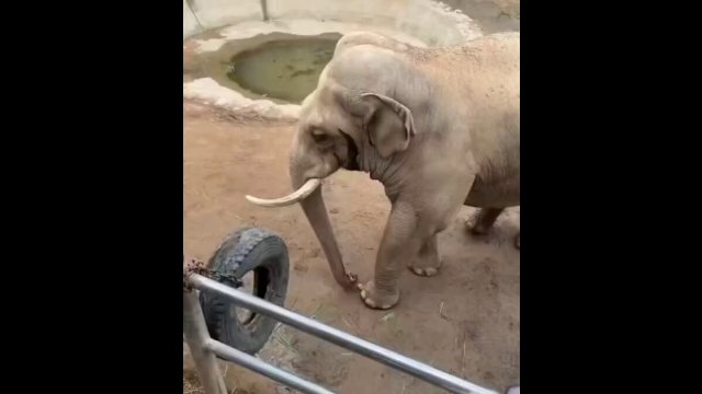 Elephant returns a little kid’s shoe that fell into its enclosure.. [VIDEO]