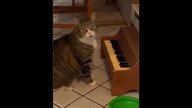 Cat has a tiny piano which he plays when he’s hungry