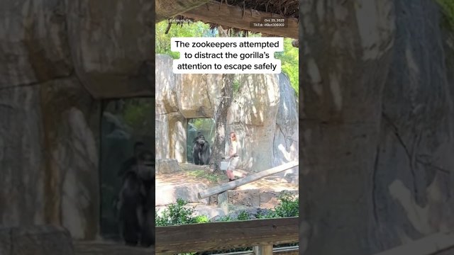 Zookeepers try to escape enclosure with male gorilla [VIDEO]