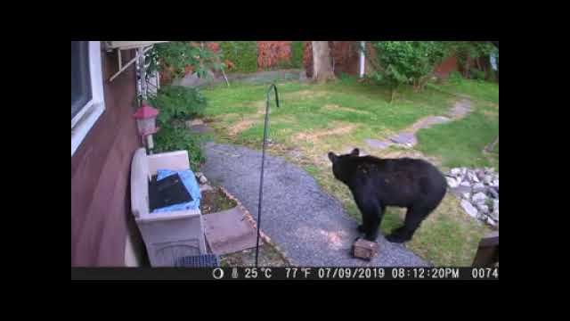 Fearless dog chases black bear from neighbor’s yard [VIDEO]