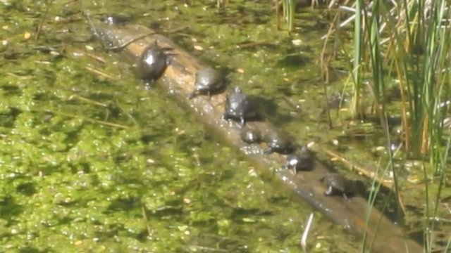 Bale of turtles balance on log of tree and tries to not fall into water